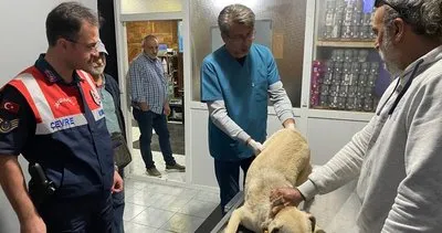 Yaralı can dostun imdadına, jandarma yetişti #kocaeli Yaralı can dostun imdadına, jandarma yetişti #kocaeli