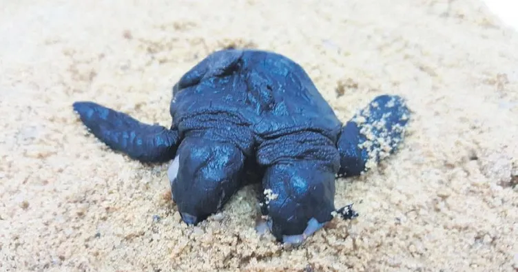 Mersin’de iki başlı deniz kaplumbağası