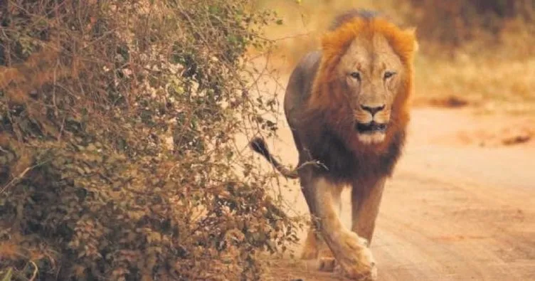 Kenya’da çobanı aslanlar parçaladı