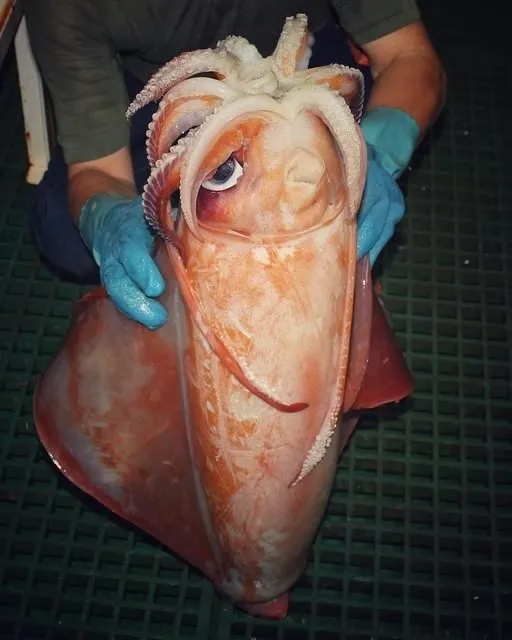 Görenler gözlerine inanamadı! Balıkçının ağına takılan bu balıkları daha önce hiç gören olmadı