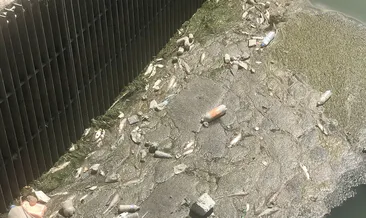 Kars Çayı’nda toplu balık ölümleri!