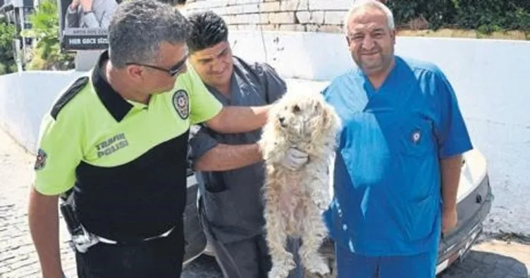 Köpeğini ölüme terk etti