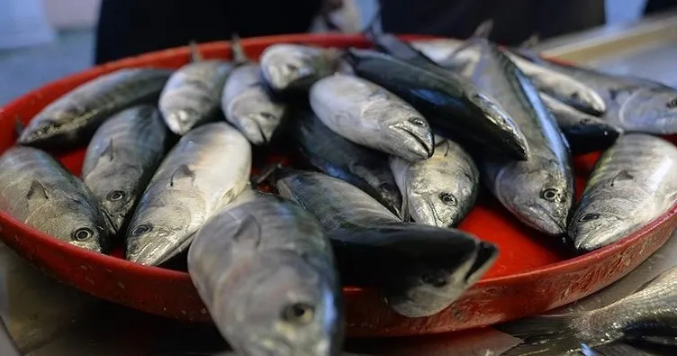 ’Balık fiyatları en az yüzde 50 ucuzlayacak’
