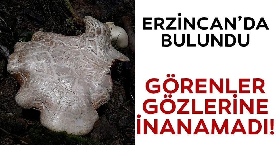7 Kiloluk Mantar Sasirtti Sanal Basin