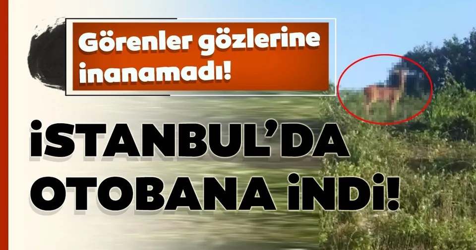 Istanbul Da Sasirtan Goruntu Otoban Kenarinda Karaca Goruntulendi En Son Haber