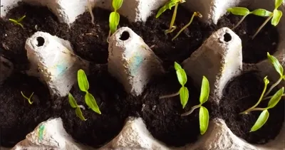 Her gün çöpe atıyorduk: Yumurta kartonunu toprağa gömünce bakın ne oluyor!