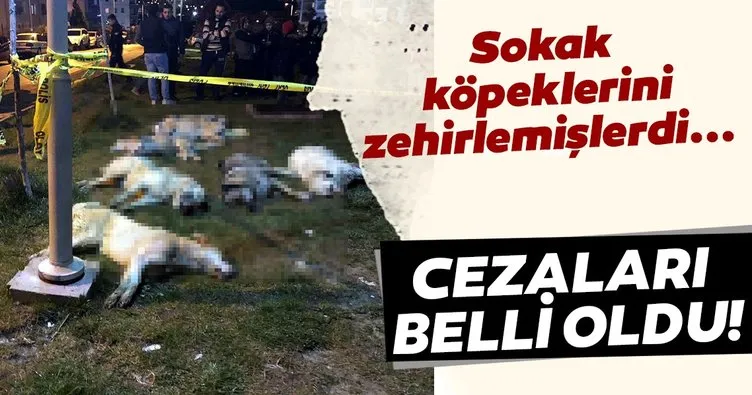 SON DAKİKA: Ankara’da sokak köpeklerini zehirlemişlerdi... Canilerin cezaları belli oldu