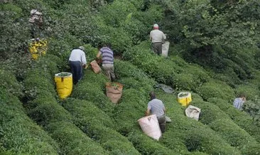 Türkiye’den 10 ayda 115 ülkeye 14,4 milyon dolarlık çay ihraç edildi