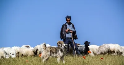 Çoban krizi büyüyor!