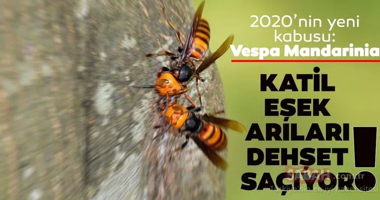Corona virüsünden sonra katil arılar dehşet saçıyor! 2020’nin yeni kabusu: Vespa Mandarinia