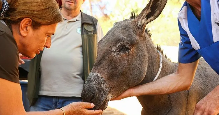 Yaralı eşek, ekipleri ağlattı