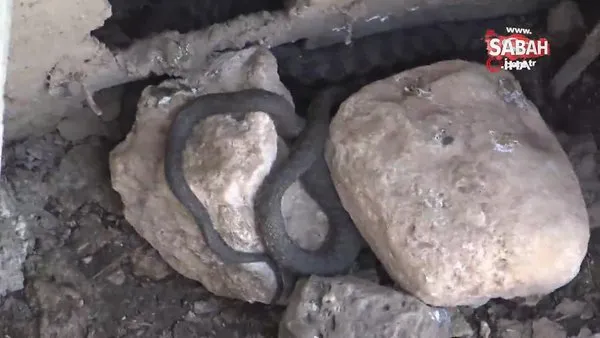 Mardin'de sulama kanalında görülen yılanlar paniğe neden oldu