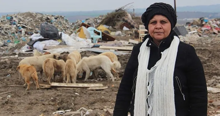 Edirne’de 500 köpek kayboldu iddiası