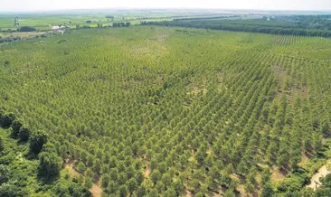 Türkiye’de 14 yılda 3 milyar 750 milyon ağaç dikildi