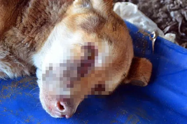 Zonguldak’ta gözleri oyulmuş sokak köpeği bulundu