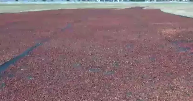 Hakkari’de ekşi elma mesaisi! Kurutup fabrikalara satıyorlar