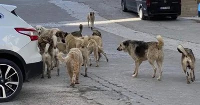 Mahkemeden flaş başıboş köpek kararı: Toplamak devletin görevi