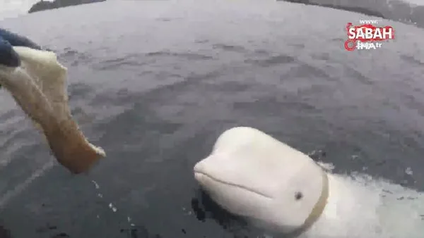 Rusya’nın casus balinası İsveç’te görüldü | Video