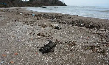 Giresun’da sahilde çok sayıda ölü köpek bulundu