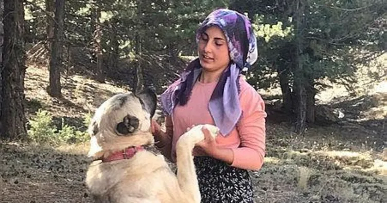 Azim, başarı, gurur: Çobanlık yaparken ders çalışıp tıp fakültesini kazandı