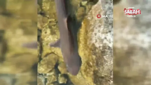 Levrek yakaladığını düşünürken, oltasına takılan köpek balığını görünce şaşkınlık yaşadı | Video