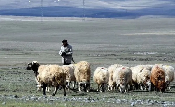 Kars'ta meralar canlanıyor