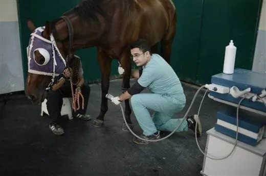 Yarış atları için özel hastane