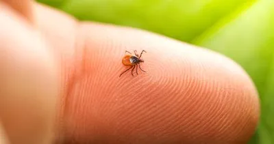 Korona sonrası doğa gezileri trend ama Lyme hastalığı riskine dikkat