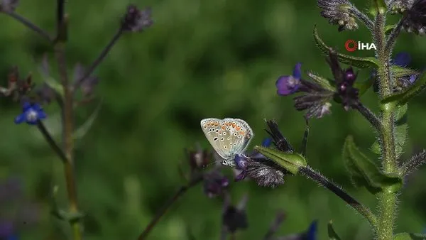 Van Gölü Havzası rengarenk ve özel tür kelebeklere ev sahipliği yapıyor | Video