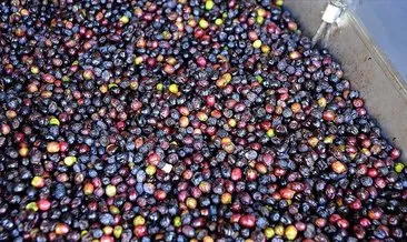 Türkiye’nin sofralık zeytin ihracatı 184,5 milyon doları buldu
