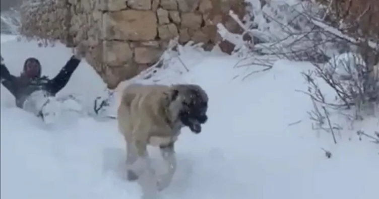 Kangal köpeği ile kayak keyfi