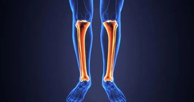 Tibia Kemiği Neresi? Tibia Kemiği Nerede Yer Alır ve Ne İşe Yarar ...