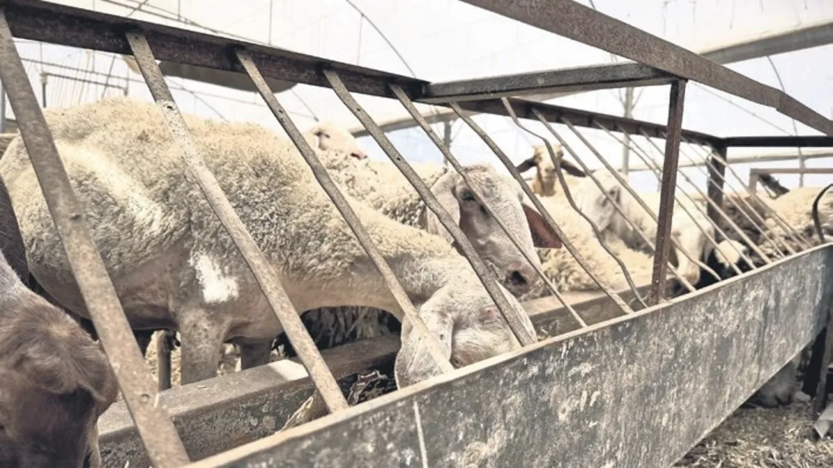 ESK pazara gitmeyen sağlıklı kurbanlıkları da alacak