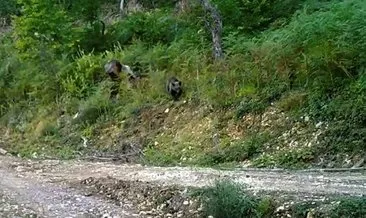 ‘Balkız’ fotokapana yakalandı #duzce