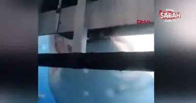Meksika’da dalış yapan turistlere köpek balığı dehşeti | Video