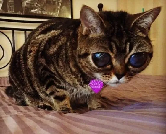 sabah