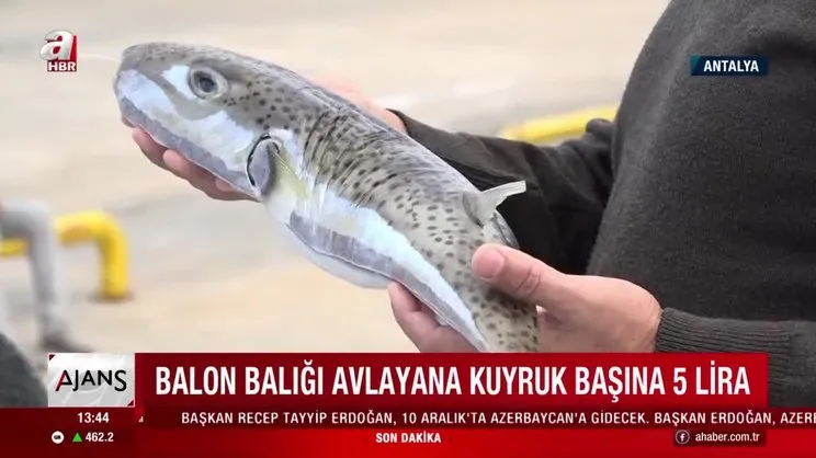 Balon balığı avlayana kuyruk başına 5 lira!