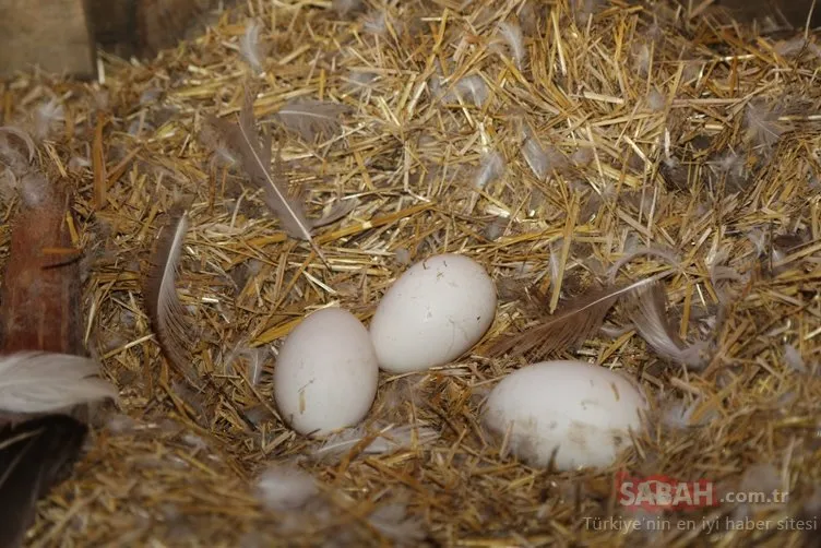 Ordu’da kaz çiftliği kuran Niyazi Çulluk, sadece yumurtadan günde bin 500 TL kazanıyor!