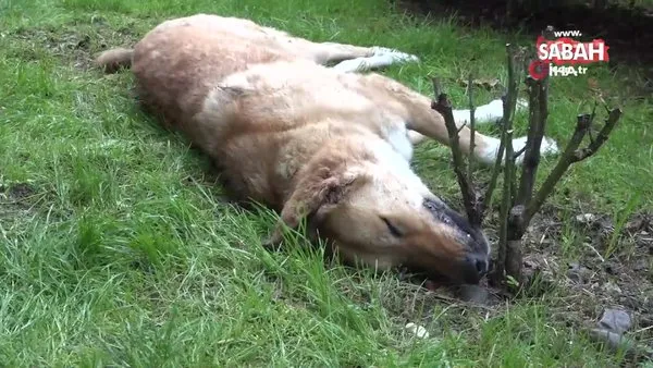 Kocaeli’de iğne ile öldürülen köpekler ekipleri harekete geçirdi | Video
