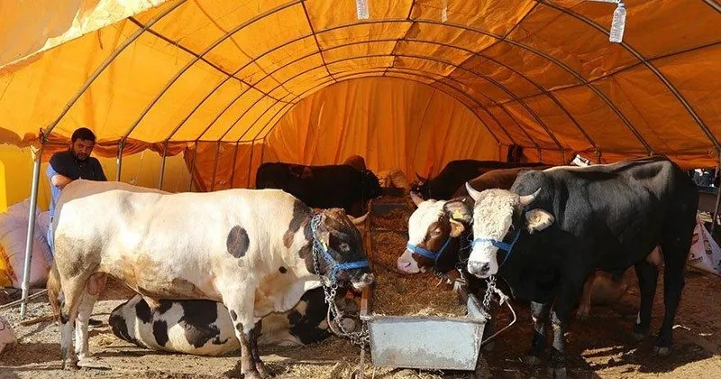 kurbanlik fiyatlari guncel 2021 buyukbas ve kucukbas canli kurbanlik fiyatlari ile kilogram fiyatlari ne kadar bu sene kurbanliklar kac para kurbanlik kilosu kac tl kurban hisse ve kesim fiyatlari 2021 ile