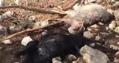 Mersin Çamlıyayla’da yıldırım düşmesi sonucu 10 hayvan telef oldu #mersin