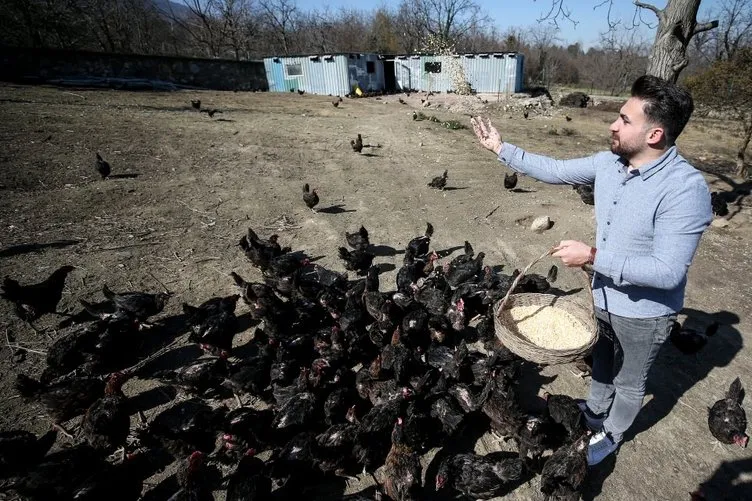 ’Mozart’ dinleyen tavukların üretimi yüzde 20 arttı