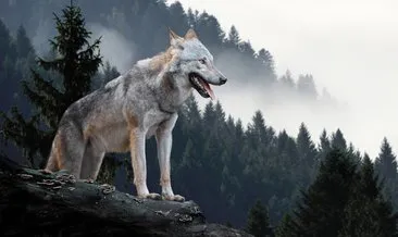 Rüyada kurt görmek ne anlama gelir?