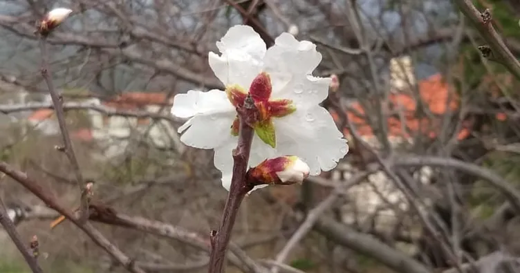 Marmaris’te bademler çiçek açtı