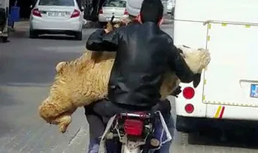 Motosiklette koyun taşıdılar