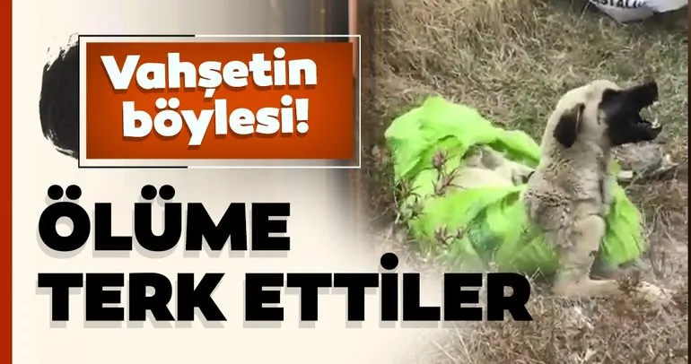 Vahşetin böylesi...Çanakkale’de, çuvala koyularak ölüme terkedilen köpeği jandarma kurtardı