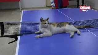 Masa tenisi oynayan kedi hayran bıraktı