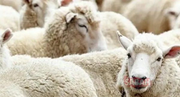 taksitle kurban alinir mi kadin kurban kesebilir mi nihat hatipoglu en cok merak edilen sorulari yanitladi galeri ekonomi