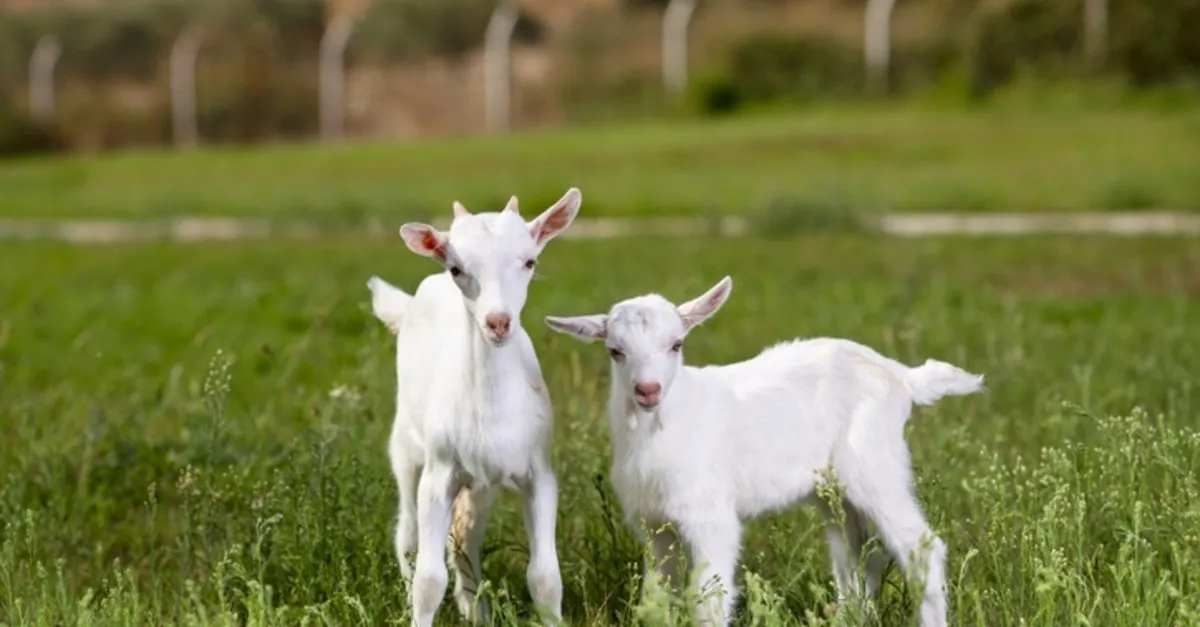Rüyada Keçi ısırması Rüyada Keçi ısırması