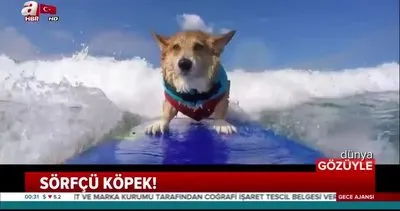 Sörfçü köpek, izleyenleri kendisine hayran bıraktı
